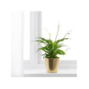 Ikea-703-594-5